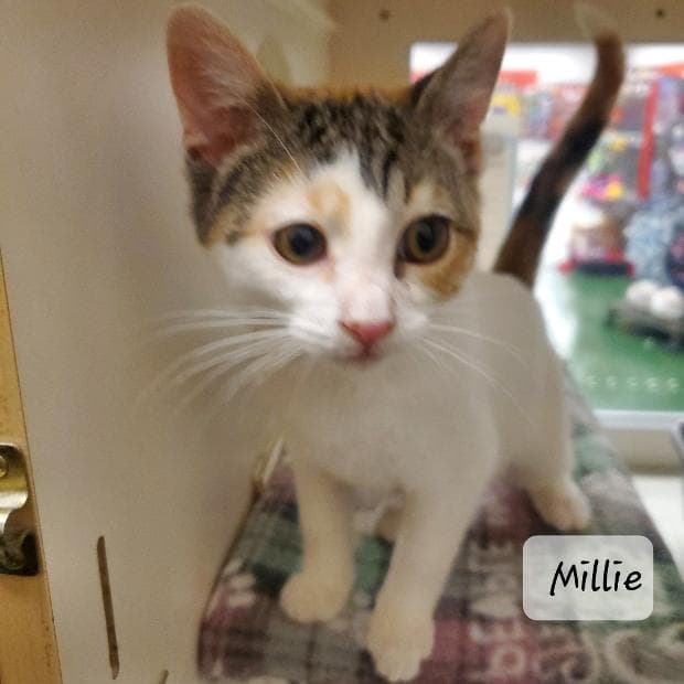 Millie - Domestic Medium Hair