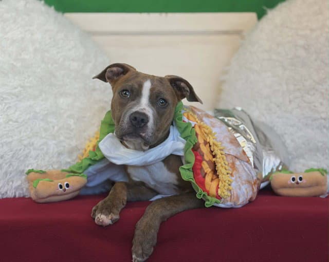 Chip - Pit Bull Terrier