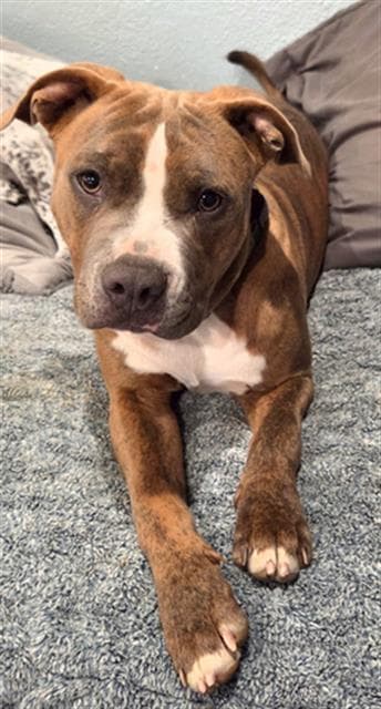 Chip - Pit Bull Terrier