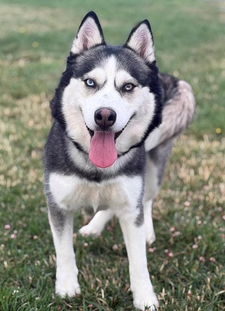 Freya - Siberian Husky