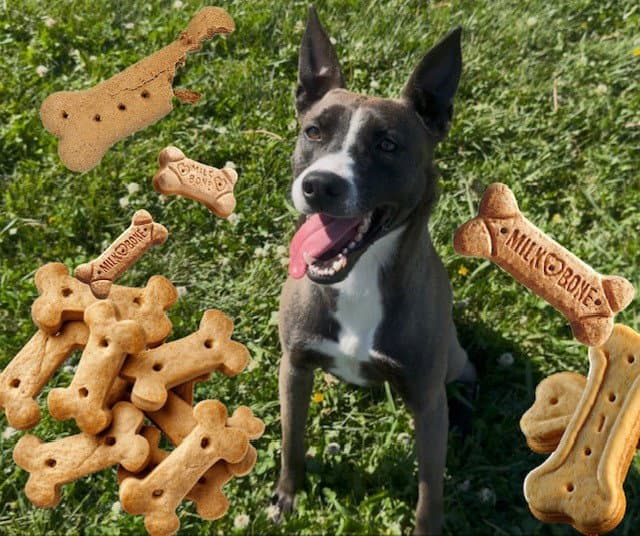 Ivy - Belgian Shepherd Malinois