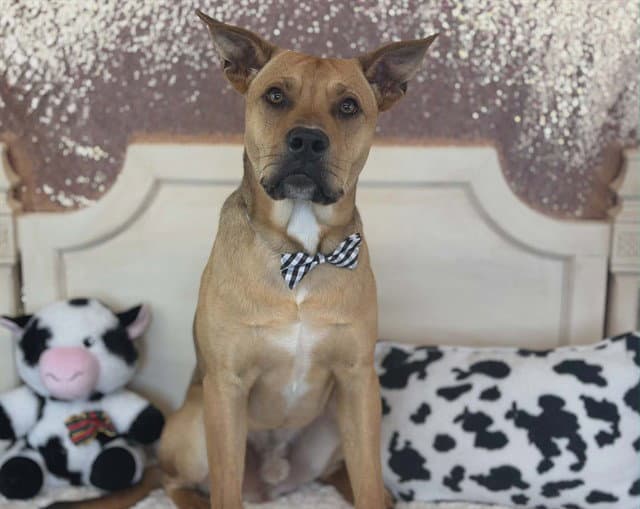 Samuel - Pit Bull Terrier