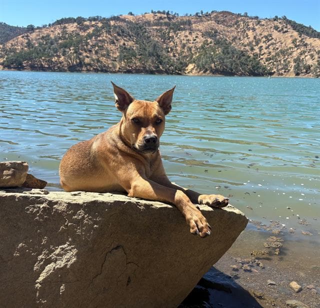 Samuel - Pit Bull Terrier
