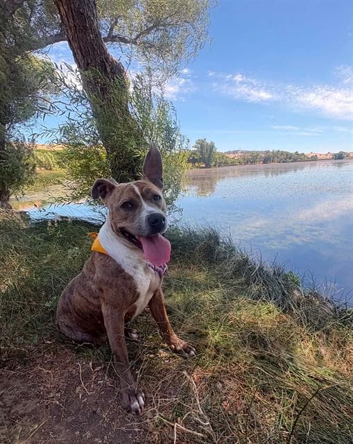 Ava - Pit Bull Terrier
