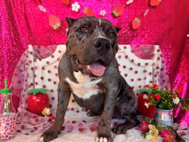 Bubba - Pit Bull Terrier