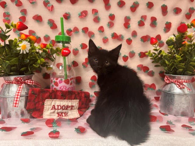 Onyx - Domestic Short Hair