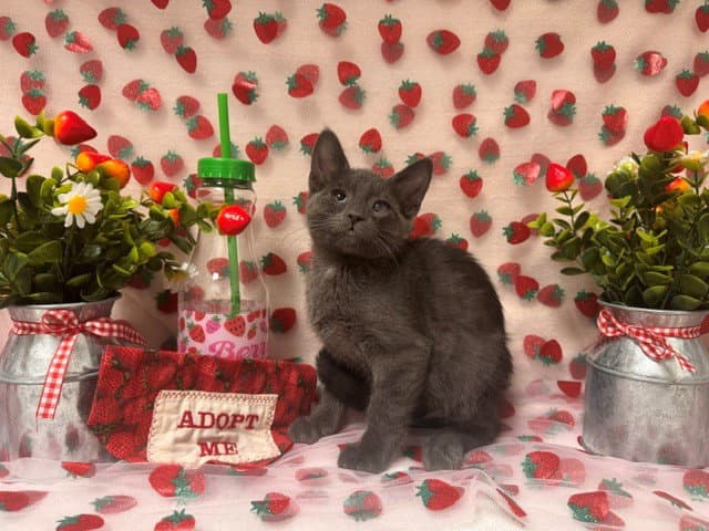 Forrest - Domestic Short Hair