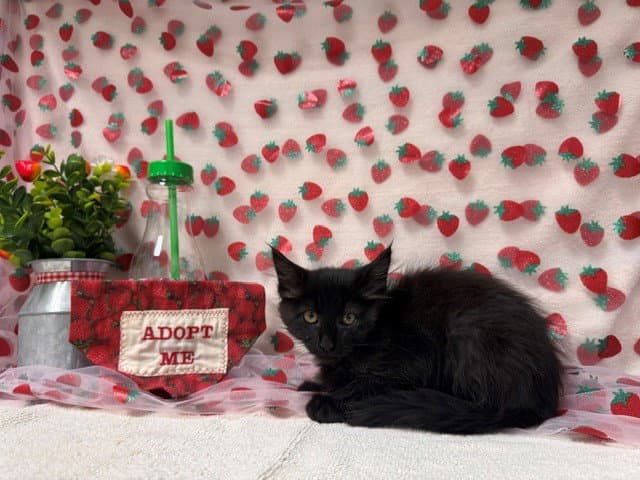 Thumbelina - Domestic Medium Hair