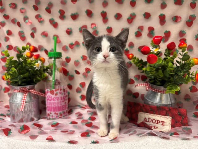 Hydra - Domestic Short Hair