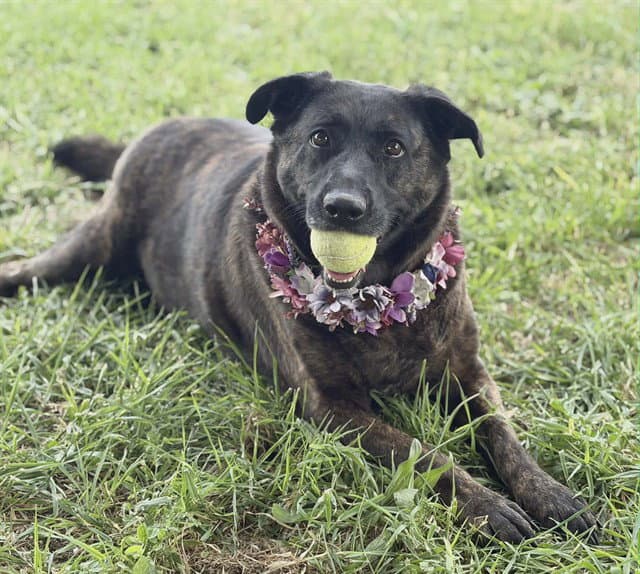 Sophie - Dutch Shepherd