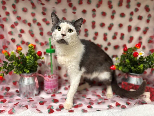 Eugene - Domestic Short Hair