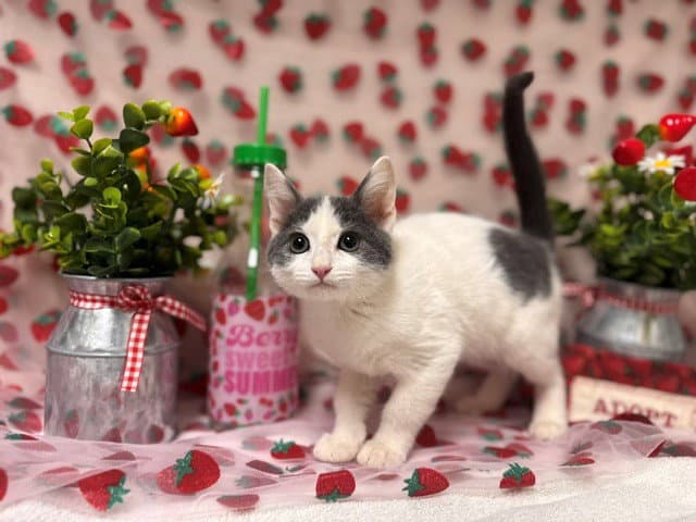 Tiny Tim - Domestic Short Hair