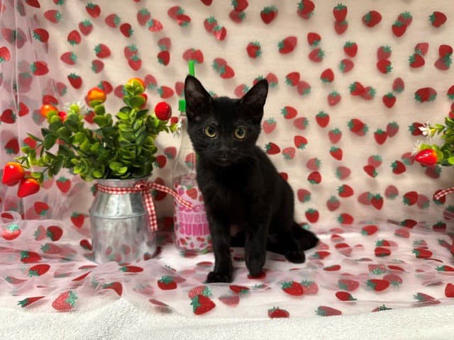 Ivy - Domestic Short Hair