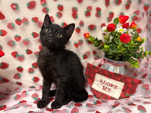 Shadow - Domestic Short Hair