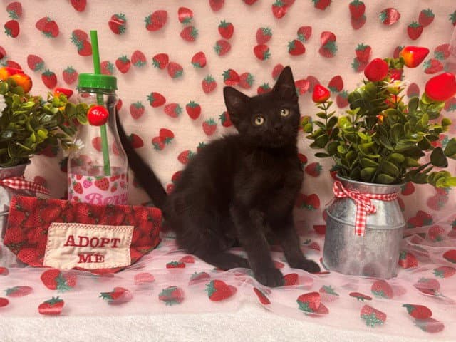 Sage - Domestic Short Hair