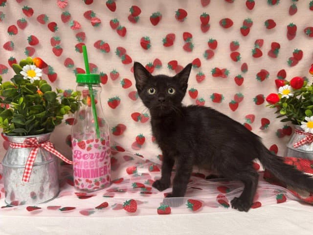 Yellow - Domestic Short Hair