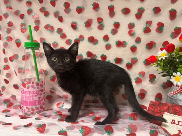 Bruno - Domestic Short Hair