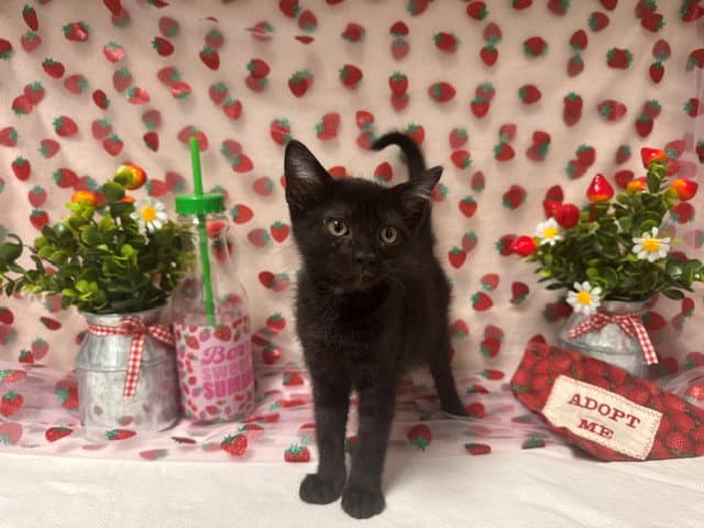 Caspian - Domestic Short Hair