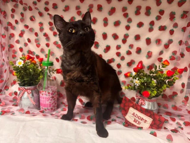 Panko - Domestic Medium Hair