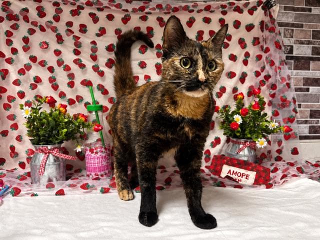 Sylvie - Domestic Short Hair