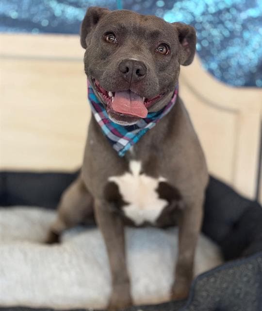 Kash - Pit Bull Terrier