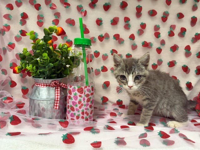 Sadie - Domestic Short Hair