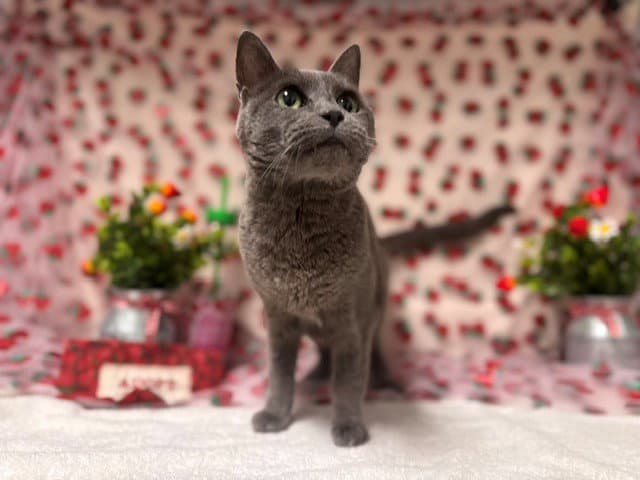 Mama - Domestic Short Hair