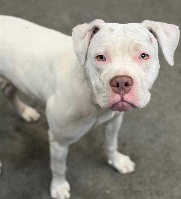 Farrah - Boxer