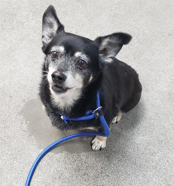 Jethro - Chihuahua