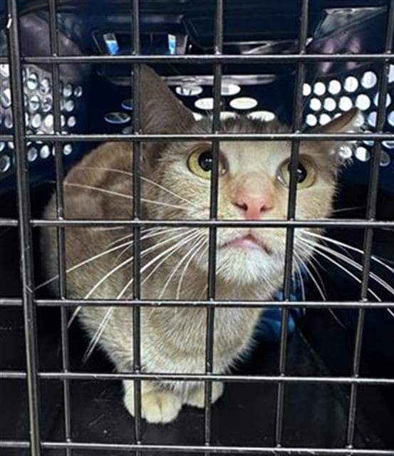 Goldie - Domestic Short Hair