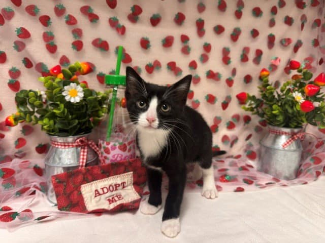 Penguin - Domestic Short Hair