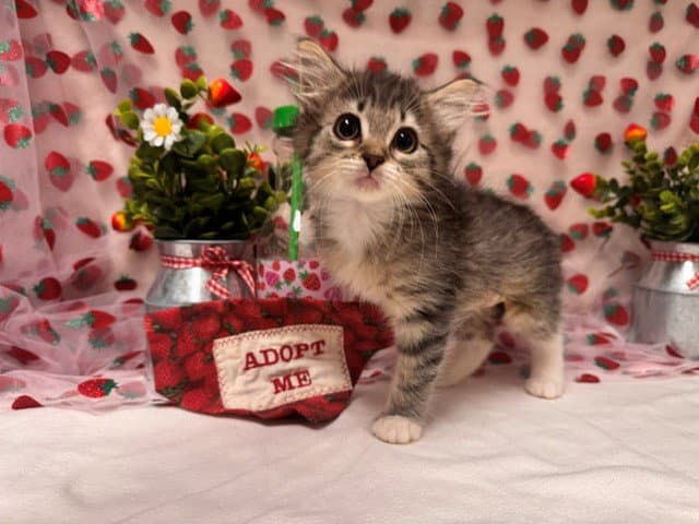 Stella - Domestic Medium Hair
