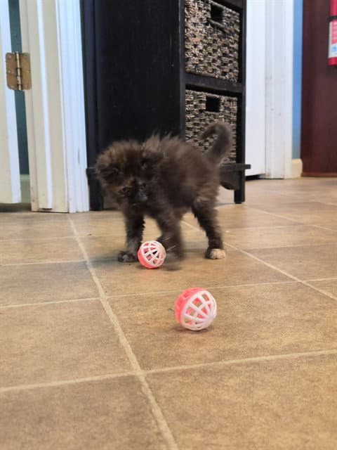 Piper - Domestic Medium Hair
