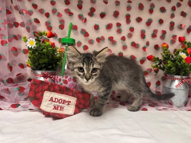 Bandit - Domestic Medium Hair