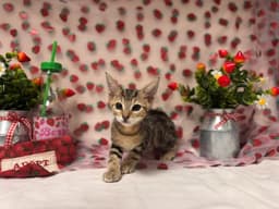 Tigger image 1