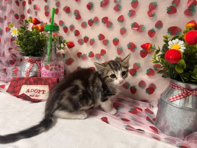 Coral - Domestic Medium Hair