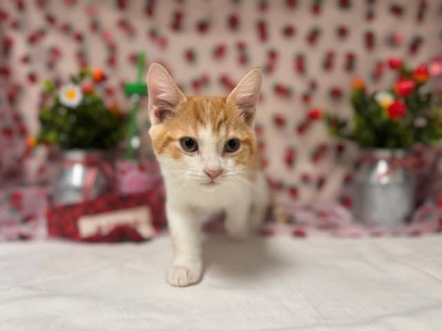 George - Domestic Short Hair