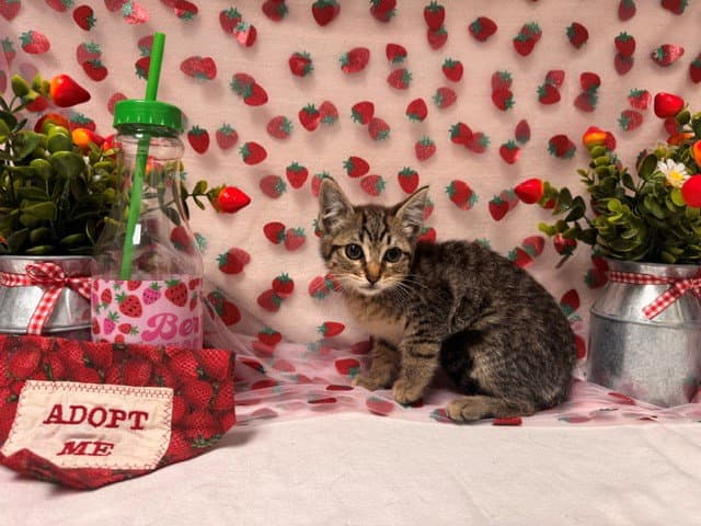 Fiona - Domestic Short Hair