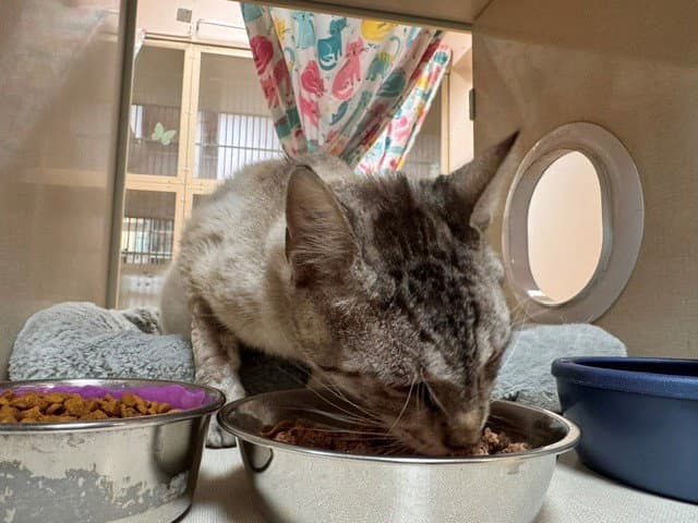 Banks - Domestic Short Hair