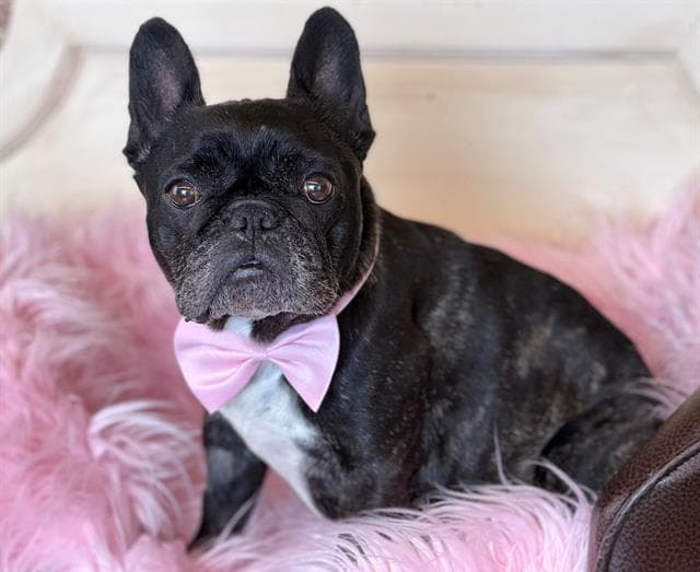 Pria - French Bulldog