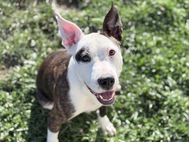 Percy - Bull Terrier