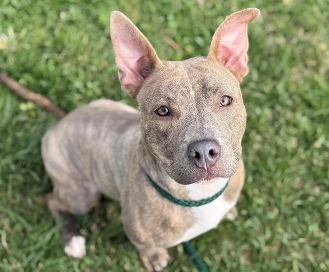Melody - Pit Bull Terrier