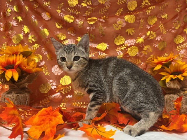 Bratty - Domestic Short Hair
