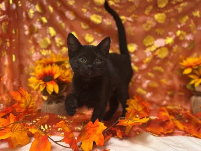 Brenda - Domestic Short Hair