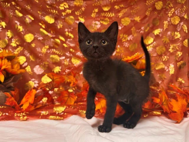 Eleanor - Domestic Short Hair