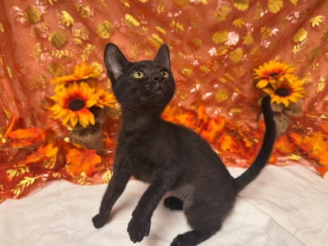 Jeanette - Domestic Short Hair