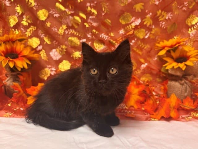 Faith - Domestic Short Hair