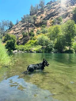 Barney image 1