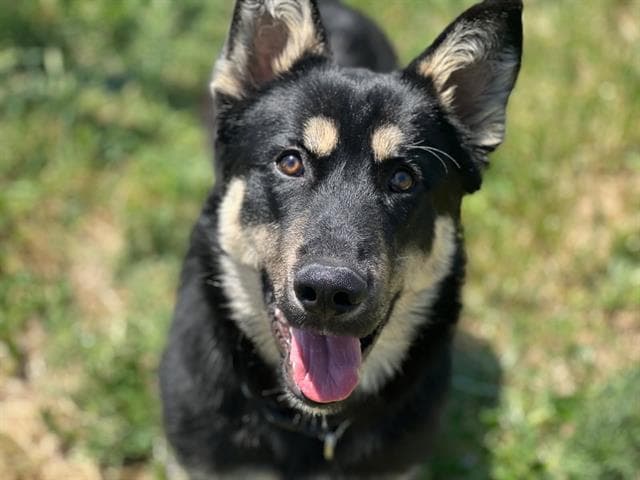 Barney - German Shepherd Dog