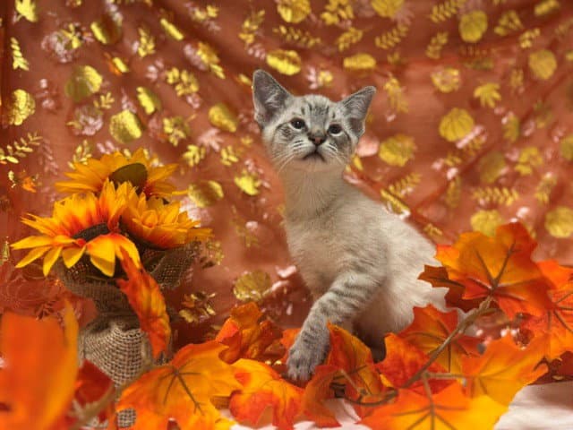 Beadie - Siamese